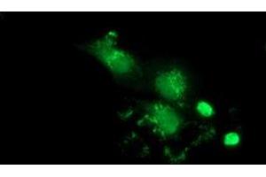 Anti-PBLD mouse monoclonal antibody (ABIN2453426) immunofluorescent staining of COS7 cells transiently transfected by pCMV6-ENTRY PBLD (RC202328). (PBLD1 Antikörper)