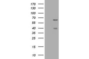 Image no. 2 for anti-CNKSR Family Member 3 (CNKSR3) antibody (ABIN1497550) (CNKSR3 Antikörper)