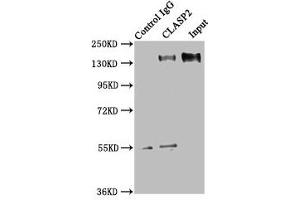 Immunoprecipitating CLASP2 in HEK293 whole cell lysate Lane 1: Rabbit control IgG instead of ABIN7147936 in HEK293 whole cell lysate. (CLASP2 Antikörper  (AA 226-381))
