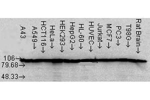 Western Blot analysis of Human Cell lysates showing detection of Hsp90 alpha protein using Mouse Anti-Hsp90 alpha Monoclonal Antibody, Clone K41220A . (HSP90 alpha/beta Antikörper  (AA 291-304) (Biotin))