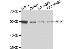 Western blot analysis of extracts of various cell lines, using MLKL antibody. (MLKL Antikörper)