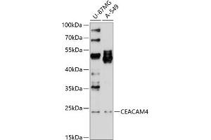 Western blot analysis of extracts of various cell lines, using CE antibody (ABIN6130864, ABIN6138372, ABIN6138373 and ABIN6214170) at 1:1000 dilution. (CEACAM4 Antikörper  (AA 36-155))