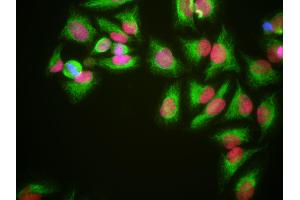 HeLa cells grown in tissue culture and stained with HMG1 / HMGB1 antibody (red), chicken polyclonal antibody to Vimentin (green) and DNA (blue). (HMGB1 Antikörper)