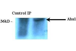 Immunoprecipitation analysis using Rat Anti-Aha1 Monoclonal Antibody, Clone 25F2. (AHSA1 Antikörper  (FITC))