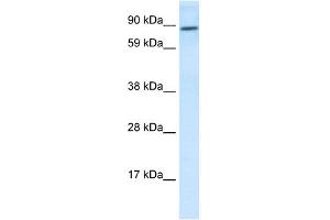 Western Blotting (WB) image for anti-Transcription Factor 4 (TCF4) (N-Term) antibody (ABIN2792579)