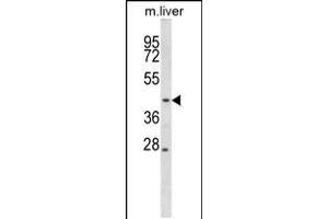 Western blot analysis in mouse liver tissue lysates (35ug/lane). (MEK2 Antikörper  (N-Term))