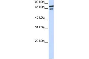 WB Suggested Anti-TCF25 Antibody Titration:  0. (TCF25 Antikörper  (N-Term))