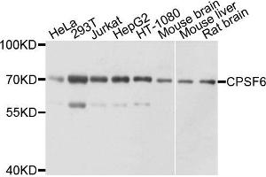Western blot analysis of extracts of various cell lines, using CPSF6 antibody. (CPSF6 Antikörper)