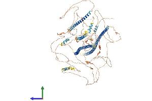 AlphaFold protein structure predicition of Mouse Recombinant Amot Protein, UniprotID Q8VHG2 (Angiomotin Protein (AMOT) (AA 1-1126) (His tag))