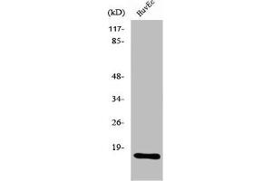 Western Blot analysis of MCF7 cells using Ribosomal Protein L26L Polyclonal Antibody (RPL26L1 Antikörper  (C-Term))