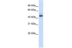WB Suggested Anti-PSMC3 Antibody Titration: 0. (PSMC3 Antikörper  (N-Term))