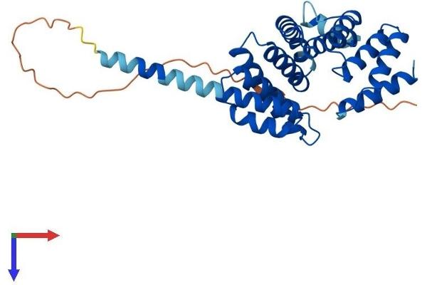 FAM82B Protein (AA 1-305) (His tag)