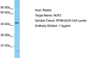 Host: Rabbit Target Name: NUF2 Sample Type: RPMI-8226 Whole Cell lysates Antibody Dilution: 1.