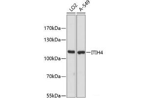Western blot analysis of extracts of various cell lines using ITIH4 Polyclonal Antibody at dilution of 1:3000. (ITIH4 Antikörper)