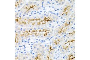 Immunohistochemistry of paraffin-embedded mouse kidney using IL17A antibody (ABIN6290529) at dilution of 1:100 (40x lens). (Interleukin 17a Antikörper)