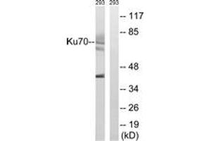 Western blot analysis of extracts from 293 cells, using Ku70 (Ab-5) Antibody. (XRCC6 Antikörper  (AA 1-50))
