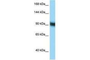 Image no. 1 for anti-Zinc Finger Protein 62 (ZFP62) (C-Term) antibody (ABIN6748105) (Zinc Finger Protein 62 (ZFP62) (C-Term) Antikörper)