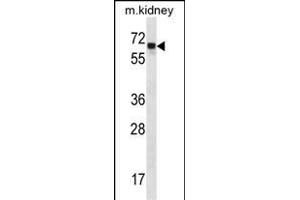 Angiopoietin 2 Antikörper  (C-Term)