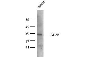 Mouse spleen lysate probed with Anti-CD3E Polyclonal Antibody, Unconjugated  at 1:5000 for 90 min at 37˚C. (CD3 epsilon Antikörper  (AA 23-120))