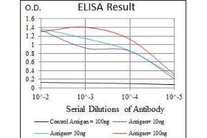 Black line: Control Antigen (100 ng), Purple line: Antigen(10 ng), Blue line: Antigen (50 ng), Red line: Antigen (100 ng), (RAP1A Antikörper)