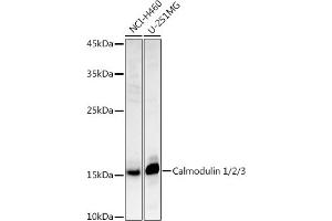 Western blot analysis of extracts of various cell lines, using Calmodulin 1/2/3 antibody (ABIN3021661, ABIN3021662, ABIN3021663, ABIN1512661 and ABIN6215489) at 1:1000 dilution. (Calmodulin 1 Antikörper  (AA 1-149))