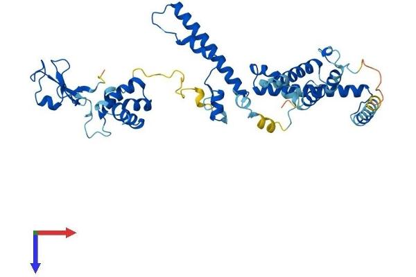 TADA2B Protein (AA 1-420) (His tag)