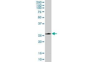 PRDX4 MaxPab polyclonal antibody. (Peroxiredoxin 4 Antikörper  (AA 1-271))