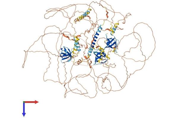 SORBS1 Protein (AA 1-1292) (His tag)