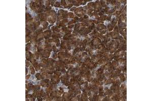 Immunohistochemical staining of human pancreas with PLEKHA2 polyclonal antibody  shows strong cytoplasmic positivity in exocrine glandular cells. (PLEKHA2 Antikörper)