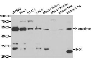 Western blot analysis of extracts of various cell lines, using ING4 antibody (ABIN5973446) at 1/1000 dilution. (ING4 Antikörper)
