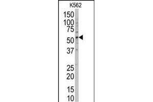 Western blot analysis of anti-POLG2 Antibody (Center) (ABIN6243952 and ABIN6578922) in K562 cell line lysates (35 μg/lane). (POLG2 Antikörper  (AA 205-234))