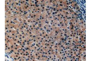 IHC-P analysis of Human Liver Tissue, with DAB staining. (Ataxin 1 Antikörper  (AA 569-807))
