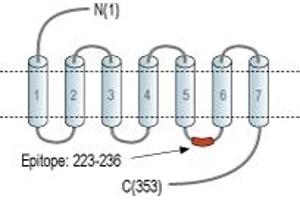 Representative domain view of the target of ABIN7235936. (Melatonin Receptor 1A (MTNR1A) Peptid)