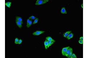 Immunofluorescence (IF) image for anti-Solute Carrier Organic Anion Transporter Family, Member 1C1 (SLCO1C1) (AA 297-348) antibody (ABIN7170295)