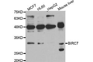 Western blot analysis of extracts of various cell lines, using BIRC7 antibody. (BIRC7 Antikörper)