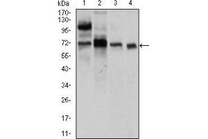 Western blot analysis using CLGN mouse mAb against LNCaP (1), HepG2 (2), PC-3 (3), and Raji (4) cell lysate. (Calmegin Antikörper  (AA 249-405))
