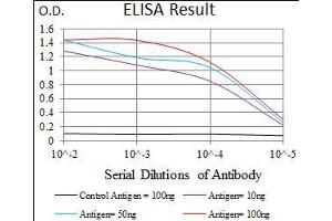 Black line: Control Antigen (100 ng), Purple line: Antigen(10 ng), Blue line: Antigen (50 ng), Red line: Antigen (100 ng), (MRPL42 Antikörper  (AA 142-203))