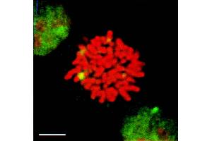 HSF1 granules present in heat-shocked mitotic cells (green) detected by IF in mitotic heat shocked HeLa cells. (HSF1 Antikörper  (AA 378-395) (APC))