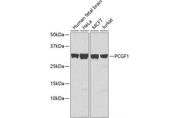 PCGF1 anticorps