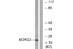 Western blot analysis of extracts from Jurkat cells, using BORG3 antibody.