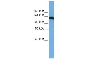 WB Suggested Anti-FAM29A Antibody Titration: 0. (FAM29A Antikörper  (Middle Region))