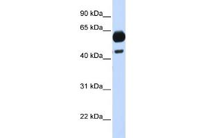 WB Suggested Anti-CDC25A Antibody Titration:  0. (CDC25A Antikörper  (Middle Region))