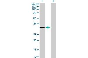 Western Blot analysis of AMT expression in transfected 293T cell line by AMT MaxPab polyclonal antibody. (Aminomethyltransferase Antikörper  (AA 1-289))