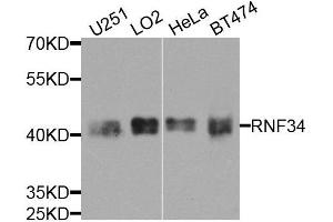 Western blot analysis of extracts of various cell lines, using RNF34 antibody (ABIN5974618) at 1/1000 dilution. (RNF34 Antikörper)