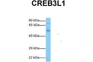 Host:  Rabbit  Target Name:  CREB3L1  Sample Tissue:  Human Fetal Lung  Antibody Dilution:  1. (CREB3L1 Antikörper  (N-Term))