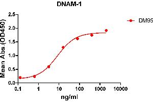 ELISA plate pre-coated by 2 μg/mL (100 μL/well) Human DNAM-1 protein, mFc-His tagged protein ((ABIN6961117, ABIN7042263 and ABIN7042264)) can bind Rabbit anti-DNAM-1 monoclonal antibody(clone: DM95) in a linear range of 0. (CD226 Antikörper  (AA 19-247))