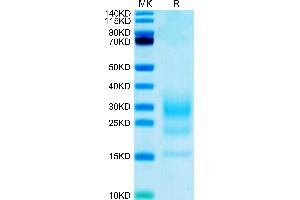 SDS-PAGE (SDS) image for Interleukin 5 (IL5) (AA 21-133) protein (His-Avi Tag,Biotin) (ABIN7274960)