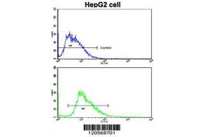 Flow cytometric analysis of HepG2 cells using LAMB2 Antibody (bottom histogram) compared to a negative control cell (top histogram).