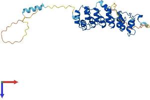 NFKBIA Protein (AA 1-317) (His tag)