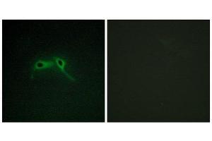 Immunofluorescence (IF) image for anti-Neurofibromin 1 (NF1) (Internal Region) antibody (ABIN1850488) (Neurofibromin 1 Antikörper  (Internal Region))